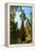 California, Sequoia, Kings Canyon National Park, General Grant Tree-Bernard Friel-Framed Premier Image Canvas