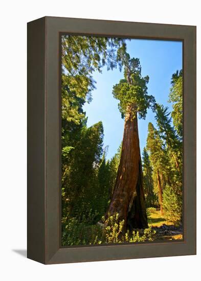 California, Sequoia, Kings Canyon National Park, General Grant Tree-Bernard Friel-Framed Premier Image Canvas