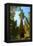 California, Sequoia, Kings Canyon National Park, General Grant Tree-Bernard Friel-Framed Premier Image Canvas