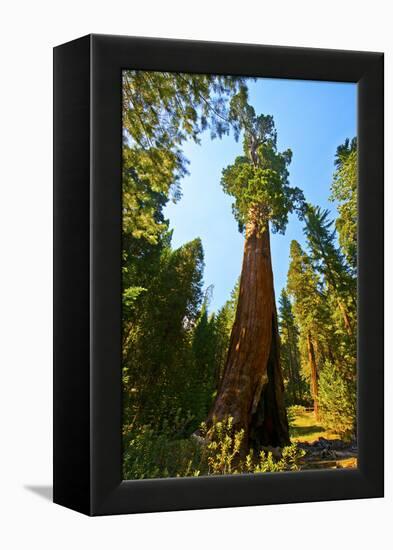 California, Sequoia, Kings Canyon National Park, General Grant Tree-Bernard Friel-Framed Premier Image Canvas