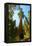 California, Sequoia, Kings Canyon National Park, General Grant Tree-Bernard Friel-Framed Premier Image Canvas