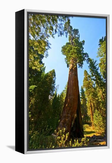 California, Sequoia, Kings Canyon National Park, General Grant Tree-Bernard Friel-Framed Premier Image Canvas