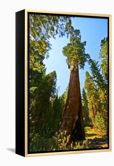 California, Sequoia, Kings Canyon National Park, General Grant Tree-Bernard Friel-Framed Premier Image Canvas