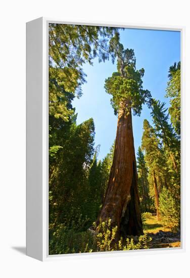 California, Sequoia, Kings Canyon National Park, General Grant Tree-Bernard Friel-Framed Premier Image Canvas