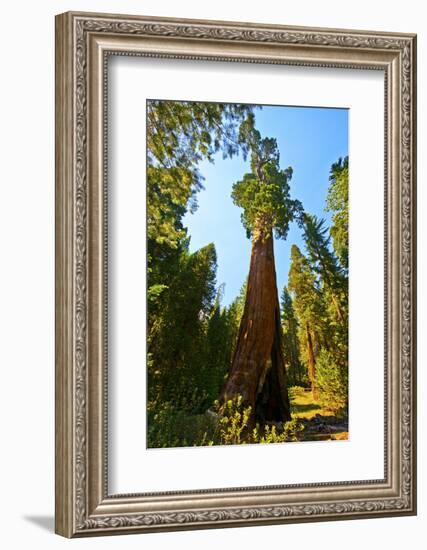 California, Sequoia, Kings Canyon National Park, General Grant Tree-Bernard Friel-Framed Photographic Print