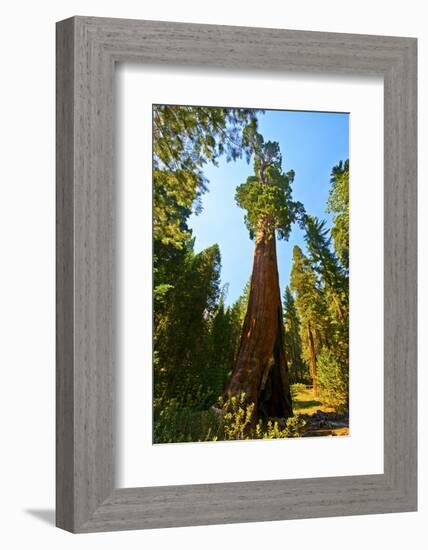 California, Sequoia, Kings Canyon National Park, General Grant Tree-Bernard Friel-Framed Photographic Print