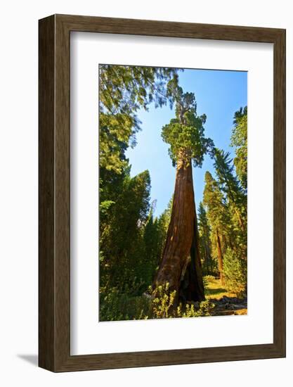 California, Sequoia, Kings Canyon National Park, General Grant Tree-Bernard Friel-Framed Photographic Print