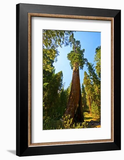 California, Sequoia, Kings Canyon National Park, General Grant Tree-Bernard Friel-Framed Photographic Print