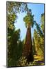 California, Sequoia, Kings Canyon National Park, General Grant Tree-Bernard Friel-Mounted Photographic Print