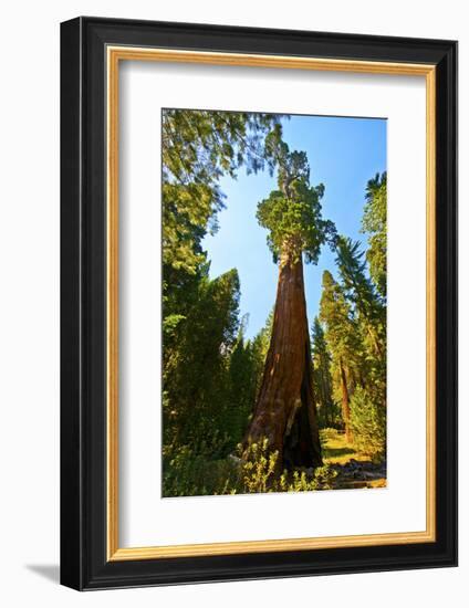 California, Sequoia, Kings Canyon National Park, General Grant Tree-Bernard Friel-Framed Photographic Print