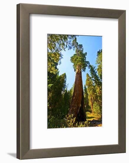 California, Sequoia, Kings Canyon National Park, General Grant Tree-Bernard Friel-Framed Photographic Print