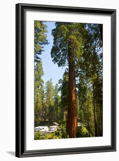 California, Sequoia, Kings Canyon National Park, Grant Grove, Giant Sequoia Trees-Bernard Friel-Framed Photographic Print