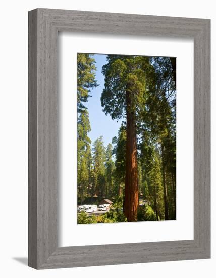 California, Sequoia, Kings Canyon National Park, Grant Grove, Giant Sequoia Trees-Bernard Friel-Framed Photographic Print