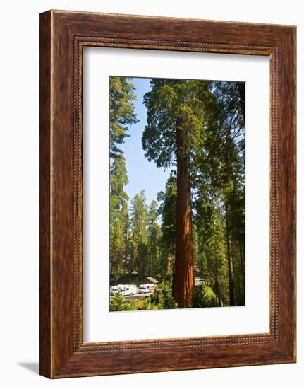 California, Sequoia, Kings Canyon National Park, Grant Grove, Giant Sequoia Trees-Bernard Friel-Framed Photographic Print