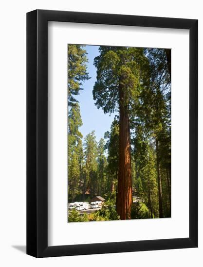 California, Sequoia, Kings Canyon National Park, Grant Grove, Giant Sequoia Trees-Bernard Friel-Framed Photographic Print