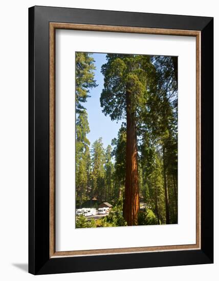 California, Sequoia, Kings Canyon National Park, Grant Grove, Giant Sequoia Trees-Bernard Friel-Framed Photographic Print