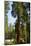 California, Sequoia, Kings Canyon National Park, Grant Grove, Giant Sequoia Trees-Bernard Friel-Mounted Photographic Print