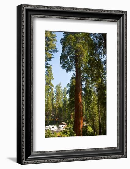 California, Sequoia, Kings Canyon National Park, Grant Grove, Giant Sequoia Trees-Bernard Friel-Framed Photographic Print