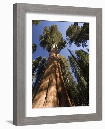 California, Sequoia National Park, General Sherman Tree, USA-Michele Falzone-Framed Photographic Print