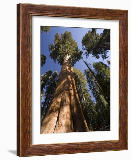 California, Sequoia National Park, General Sherman Tree, USA-Michele Falzone-Framed Photographic Print