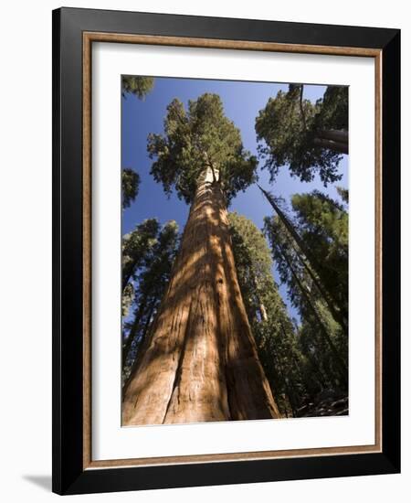 California, Sequoia National Park, General Sherman Tree, USA-Michele Falzone-Framed Photographic Print