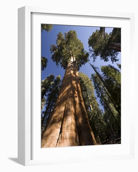 California, Sequoia National Park, General Sherman Tree, USA-Michele Falzone-Framed Photographic Print