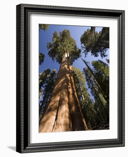 California, Sequoia National Park, General Sherman Tree, USA-Michele Falzone-Framed Photographic Print