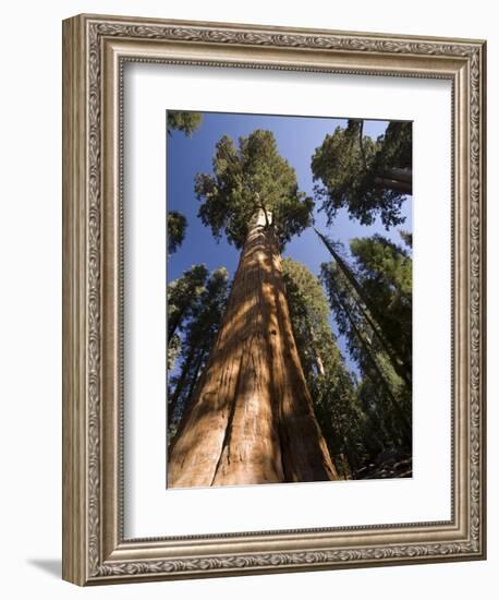 California, Sequoia National Park, General Sherman Tree, USA-Michele Falzone-Framed Photographic Print