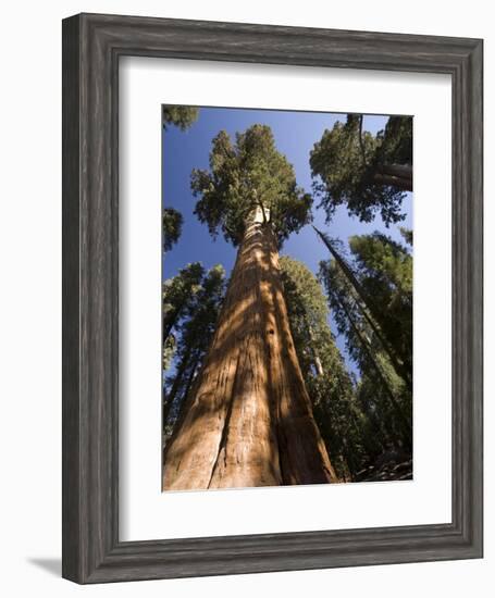 California, Sequoia National Park, General Sherman Tree, USA-Michele Falzone-Framed Photographic Print