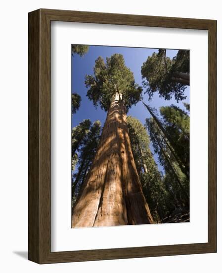 California, Sequoia National Park, General Sherman Tree, USA-Michele Falzone-Framed Photographic Print