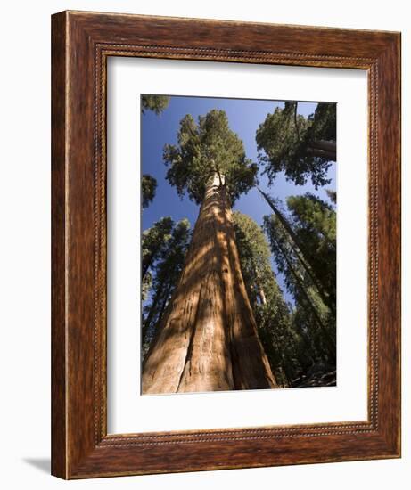 California, Sequoia National Park, General Sherman Tree, USA-Michele Falzone-Framed Photographic Print