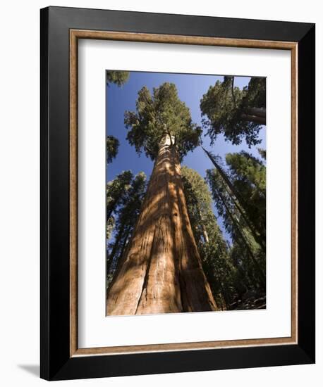 California, Sequoia National Park, General Sherman Tree, USA-Michele Falzone-Framed Photographic Print