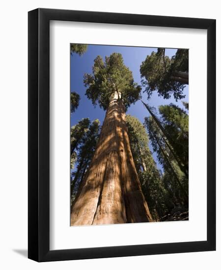 California, Sequoia National Park, General Sherman Tree, USA-Michele Falzone-Framed Photographic Print