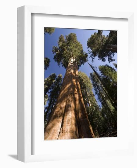 California, Sequoia National Park, General Sherman Tree, USA-Michele Falzone-Framed Photographic Print