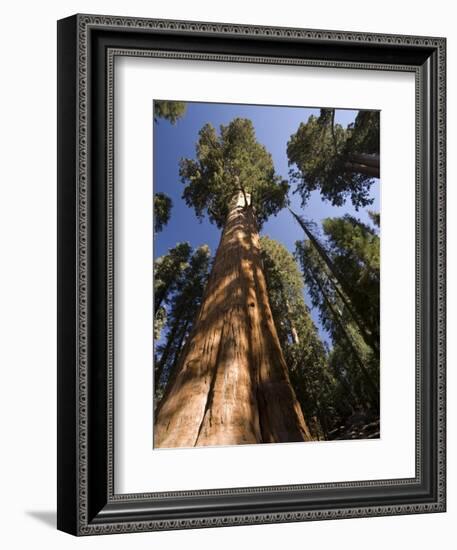 California, Sequoia National Park, General Sherman Tree, USA-Michele Falzone-Framed Photographic Print