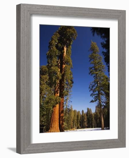 California, Sequoia National Park, Huge Trunks of Tall Sequoia Trees on Tall Trees Trail in Winter-Christian Kober-Framed Photographic Print