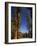 California, Sequoia National Park, Huge Trunks of Tall Sequoia Trees on Tall Trees Trail in Winter-Christian Kober-Framed Photographic Print