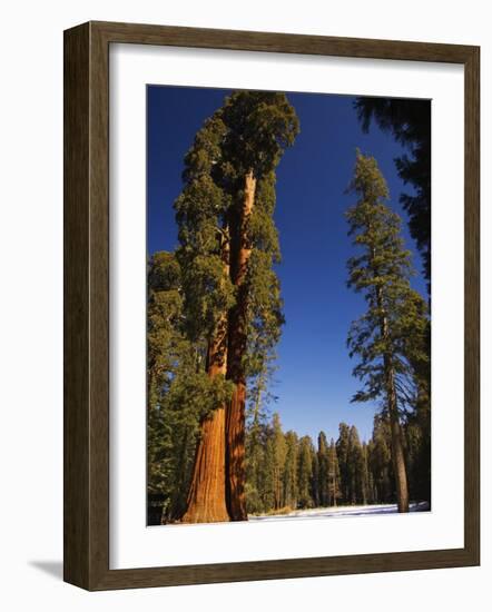 California, Sequoia National Park, Huge Trunks of Tall Sequoia Trees on Tall Trees Trail in Winter-Christian Kober-Framed Photographic Print