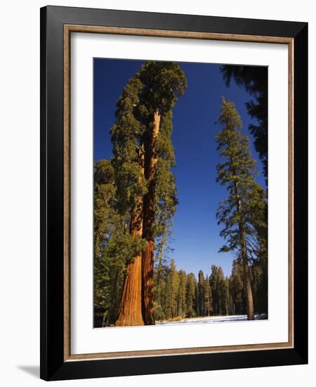 California, Sequoia National Park, Huge Trunks of Tall Sequoia Trees on Tall Trees Trail in Winter-Christian Kober-Framed Photographic Print