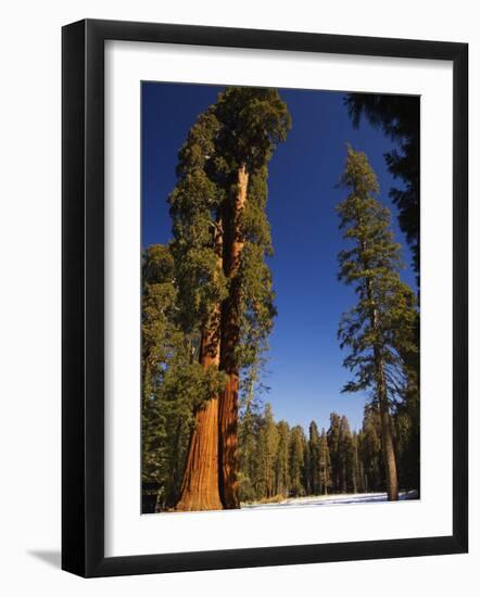 California, Sequoia National Park, Huge Trunks of Tall Sequoia Trees on Tall Trees Trail in Winter-Christian Kober-Framed Photographic Print