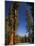 California, Sequoia National Park, Huge Trunks of Tall Sequoia Trees on Tall Trees Trail in Winter-Christian Kober-Mounted Photographic Print