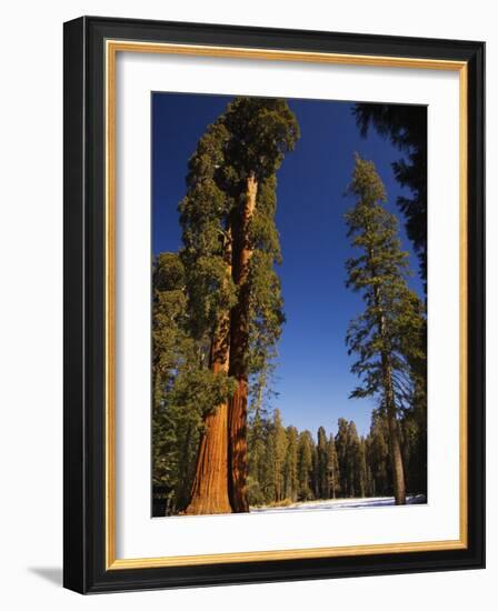 California, Sequoia National Park, Huge Trunks of Tall Sequoia Trees on Tall Trees Trail in Winter-Christian Kober-Framed Photographic Print