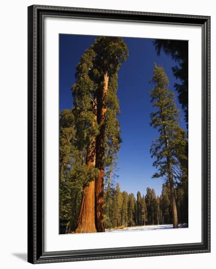 California, Sequoia National Park, Huge Trunks of Tall Sequoia Trees on Tall Trees Trail in Winter-Christian Kober-Framed Photographic Print