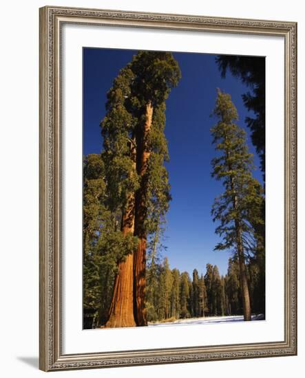 California, Sequoia National Park, Huge Trunks of Tall Sequoia Trees on Tall Trees Trail in Winter-Christian Kober-Framed Photographic Print