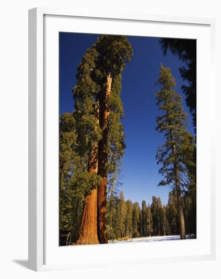 California, Sequoia National Park, Huge Trunks of Tall Sequoia Trees on Tall Trees Trail in Winter-Christian Kober-Framed Photographic Print