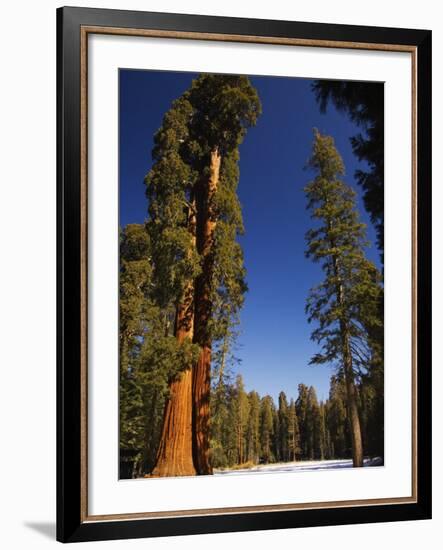 California, Sequoia National Park, Huge Trunks of Tall Sequoia Trees on Tall Trees Trail in Winter-Christian Kober-Framed Photographic Print