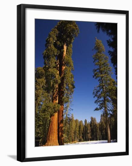 California, Sequoia National Park, Huge Trunks of Tall Sequoia Trees on Tall Trees Trail in Winter-Christian Kober-Framed Photographic Print