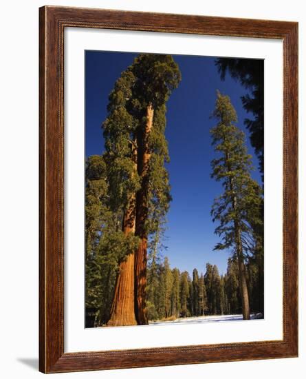 California, Sequoia National Park, Huge Trunks of Tall Sequoia Trees on Tall Trees Trail in Winter-Christian Kober-Framed Photographic Print