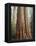 California, Sequoia Nf, Giant Sequoia Redwood Trees-Christopher Talbot Frank-Framed Premier Image Canvas