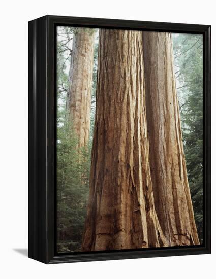 California, Sequoia Nf, Giant Sequoia Redwood Trees-Christopher Talbot Frank-Framed Premier Image Canvas